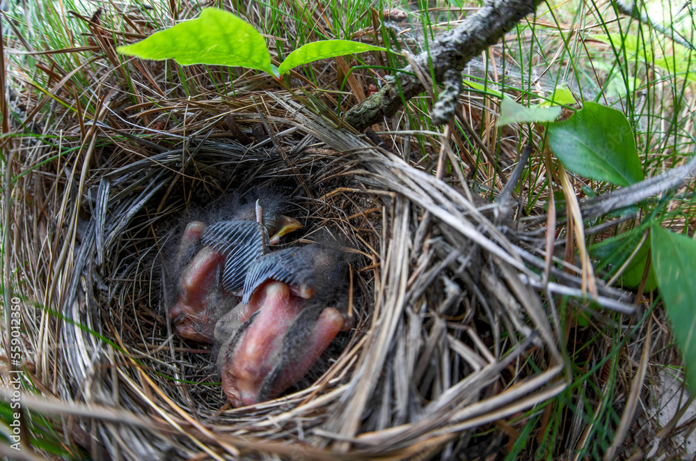 Baby birds in nest
Eastern Towhee chicks - Cape Cod, Massachusetts Baby birds in nest
Eastern Towhee chicks - Cape Cod, Massachusetts