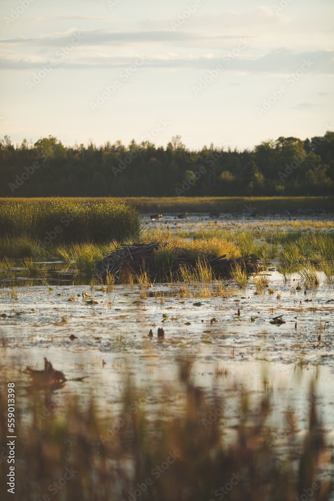 Frink Conservation Area in Ontario, Canada. Wildlife and nature preserve for local visitors to see and photograph.