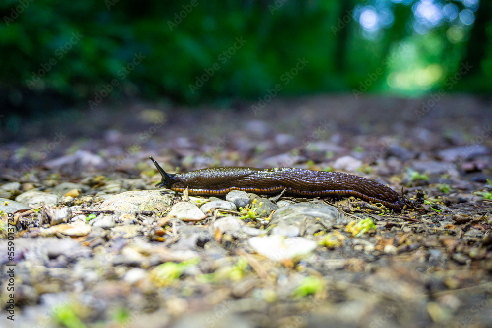 Nacktschnecke im Wald Stock Photo Adobe Stock