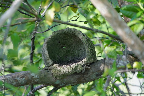 Nest building of the rufous hornero (Furnarius rufus) is a medium-sized ovenbird in the family Furnariidae. Mamori Lake, Amazonas, Brazil. photo