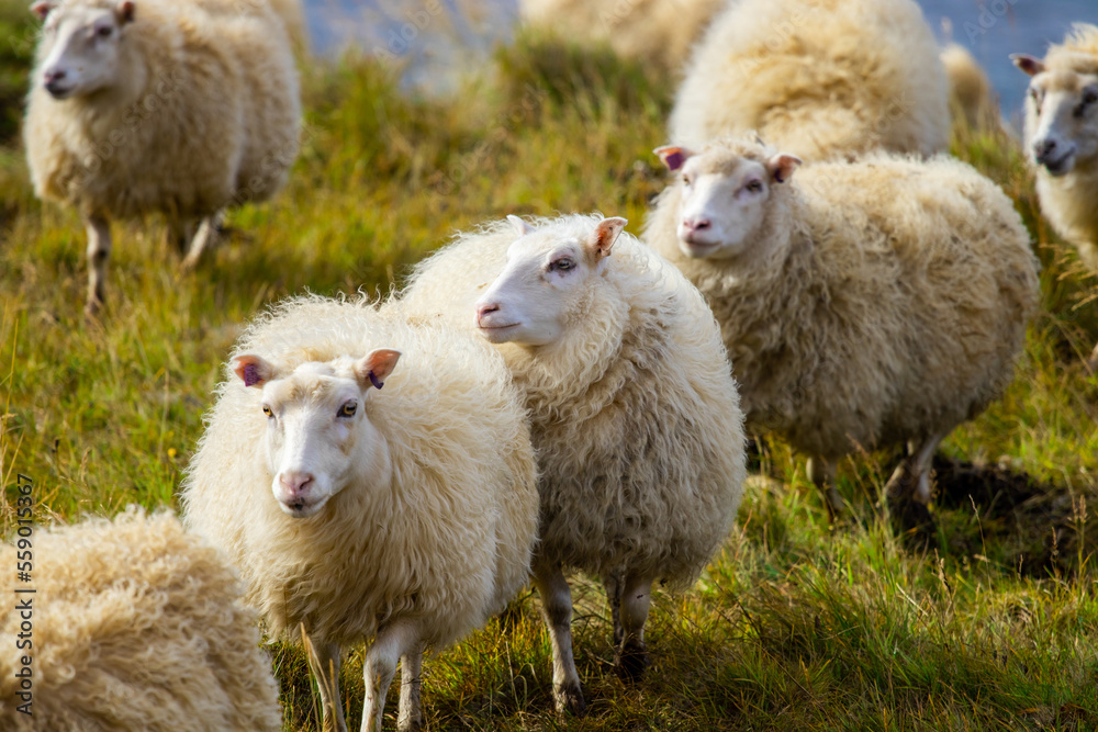 Icelandic Sheep Graze in the Mountain Meadow near Ocean Coastline, Group of Domestic Animal in Pure and Clear Nature. Ecologically Clean Lamb Meat and Wool Production. Scenic Area in Iceland. Icelandic Sheep Graze in the Mountain Meadow near Ocean Coastline, Group of Domestic Animal in Pure and Clear Nature. Ecologically Clean Lamb Meat and Wool Production. Scenic Area in Iceland.