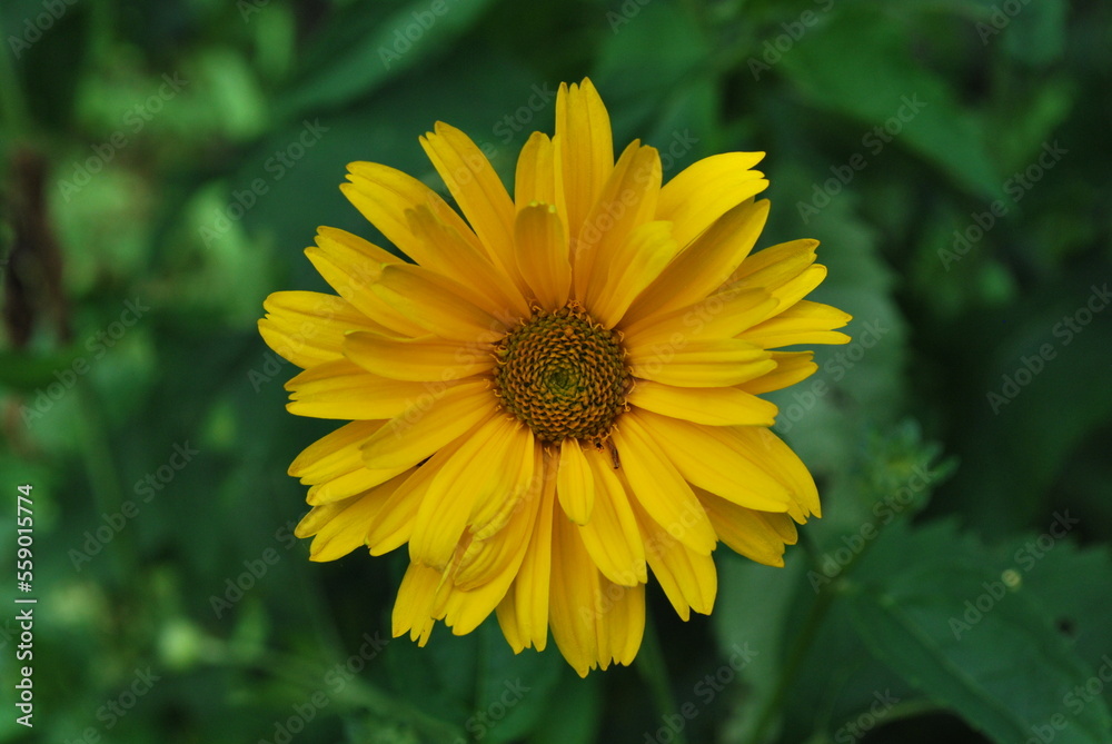 summer colorful flowers in the garden summer colorful flowers in the garden