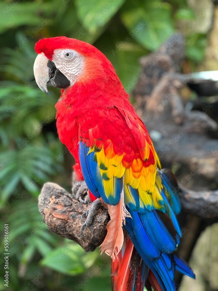Fototapeta premium scarlet macaw