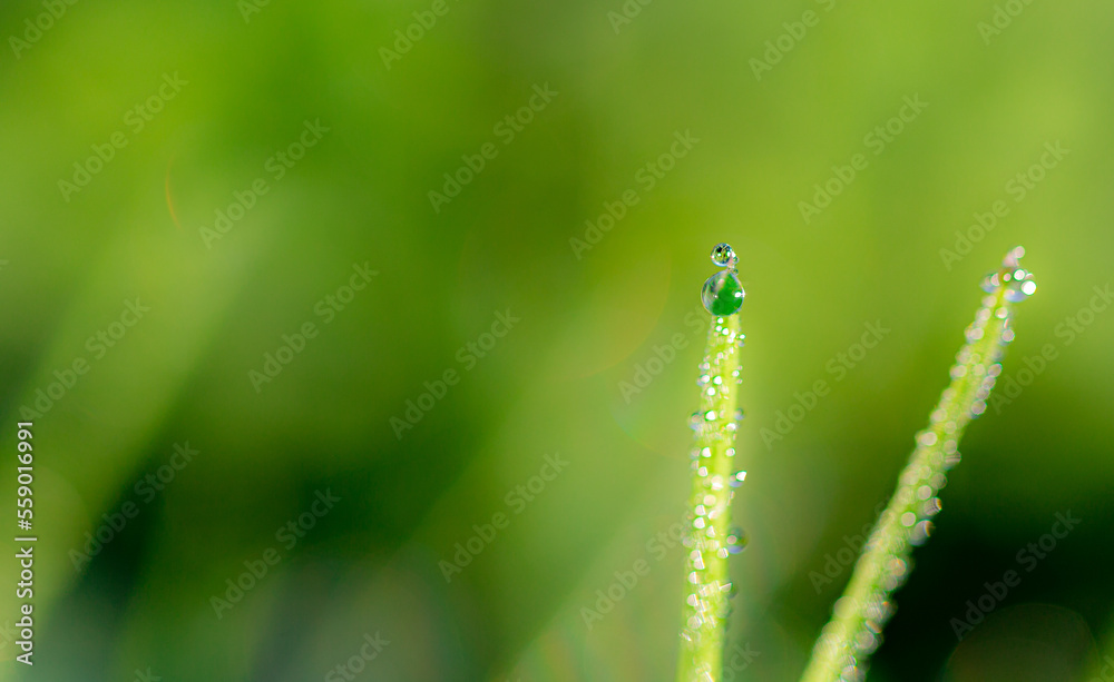 Water drop on the grass, macro photography Water drop on the grass, macro photography