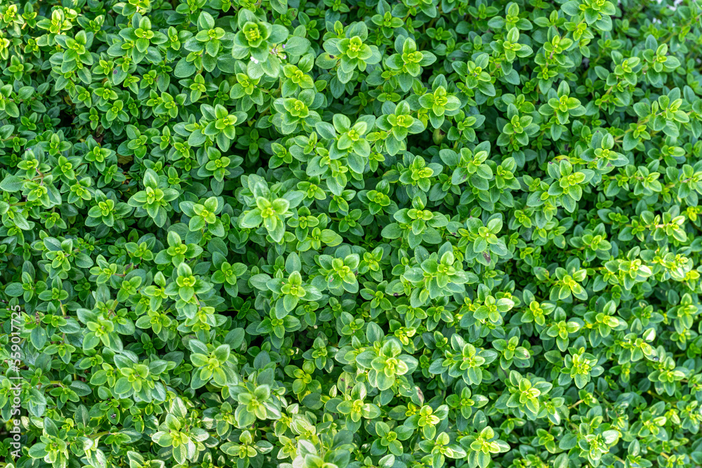 Lemon thyme growing in the herb garden. Lemon thyme growing in the herb garden.