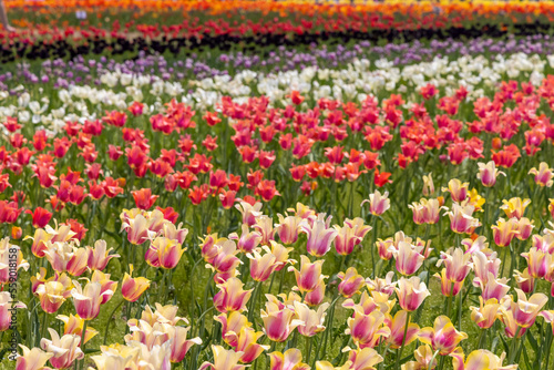 Wallpaper Mural Tulip flower field in Holland Michigan during Spring time. Torontodigital.ca