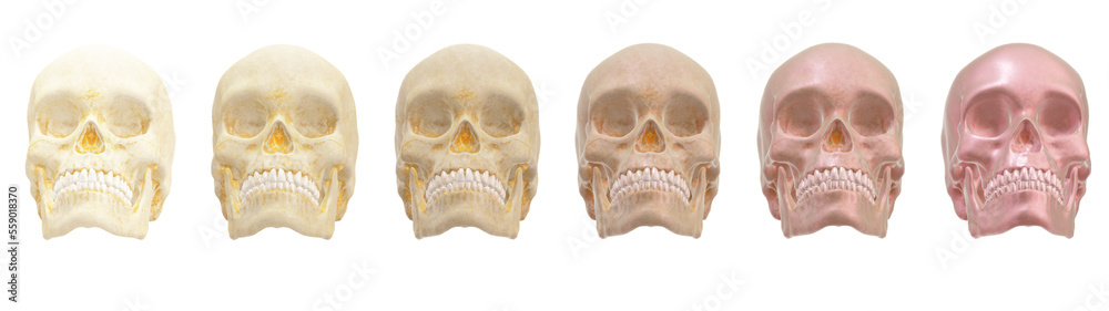 Obraz premium skull human, skeleton