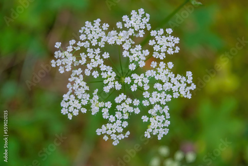 Macro of blooming white Pimpinella Saxifraga or burnet-saxifrage flowers plant with blurred background. Natural wild lawn close-up. photo