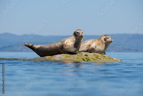 Pair of Common seals also known as Harbour seals, Hair seals or Spotted seals (Phoca vitulina) lying on a rock. Isle of Arran, Scotland photo
