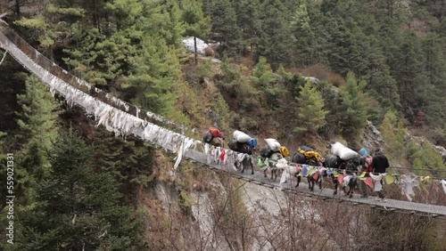 suspension bridge cable bridge in nepal full of yaks and a sherpa walking visit travel nepal hiking mount everest basecamp trek