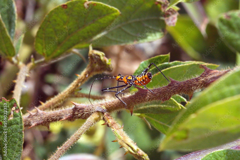 Assassin bug in a bush, in a field in Cotacachi, Ecuador Assassin bug in a bush, in a field in Cotacachi, Ecuador
