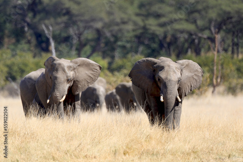 Elephants walking facing forward