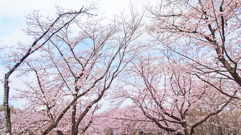 桜