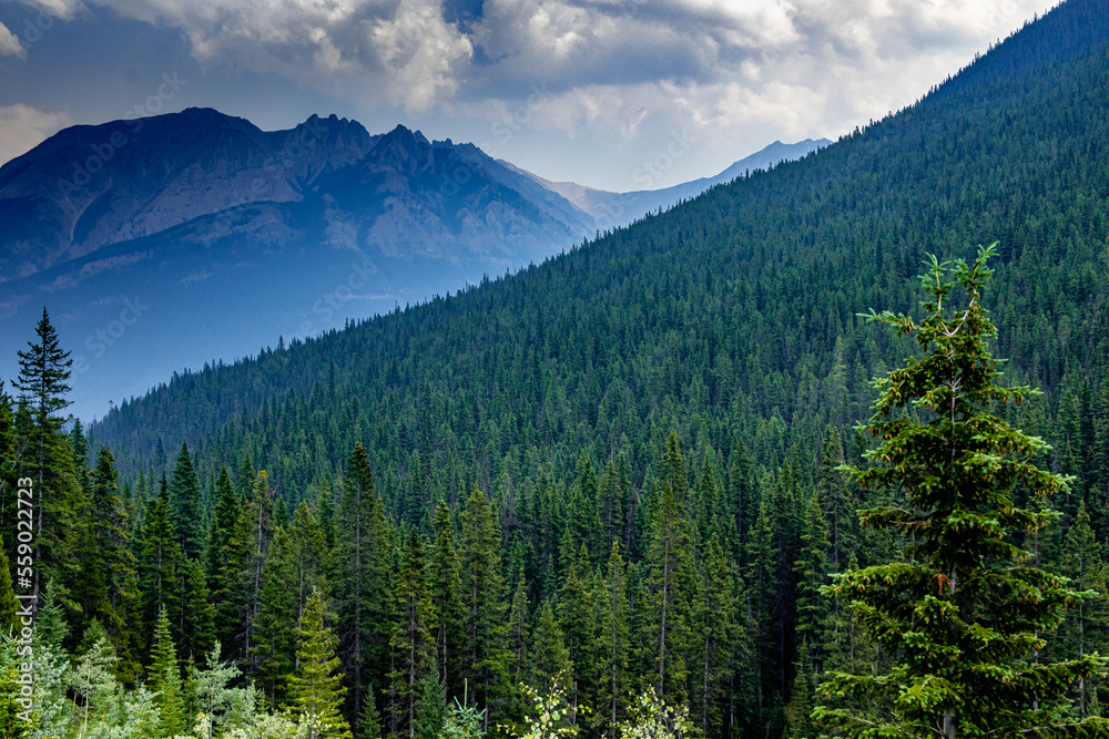 Fototapeta premium Sunshine Mountain Road Banff National Park Alberta Canada