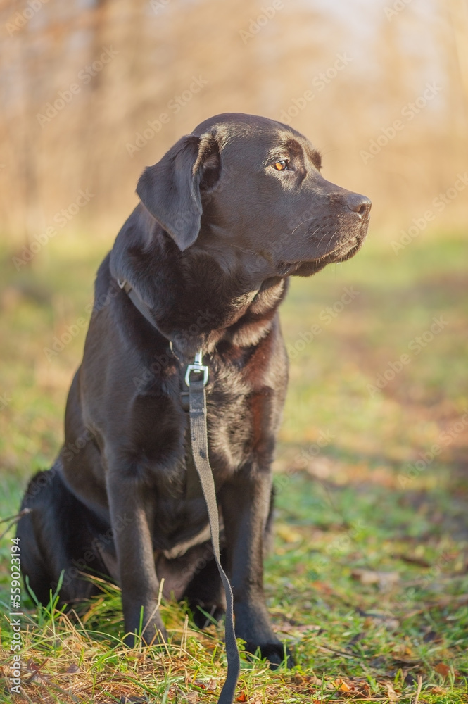 Labrador retriever dog on the background of nature. A dog with a harness and a leash on a walk. Labrador retriever dog on the background of nature. A dog with a harness and a leash on a walk.