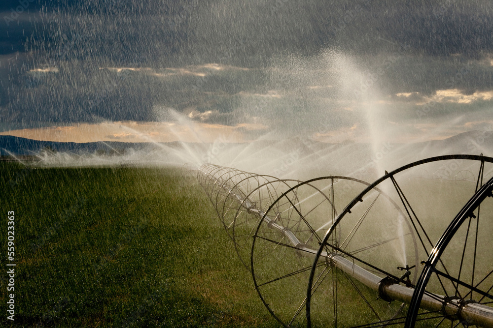 Sprinklers use water from the Klamath river to irrigate fertile