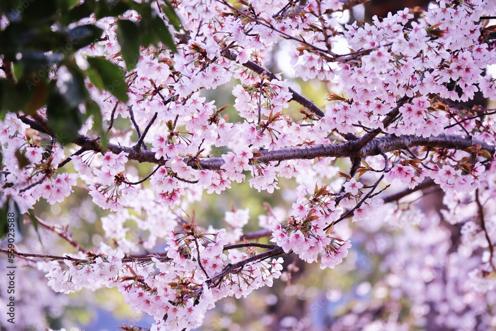 春の訪れと満開の桜