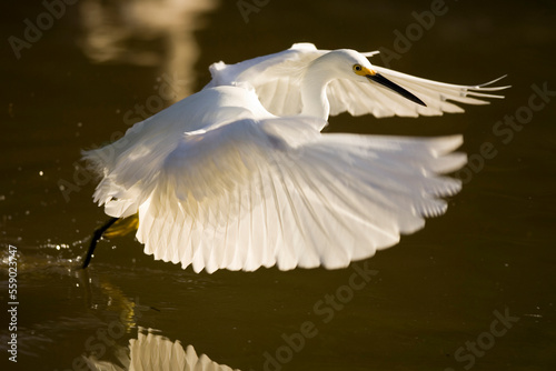 A snowy white egret (egretta thula) hovers in flight over the water in Sanibel, Florida.