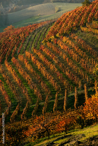 Autumn vineyards, Dogliani, Piedmont, Italy. photo