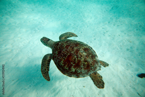 Sea Turte swimming underwater near Lady Elliot Island in the Great Barrier Reef, Australia photo