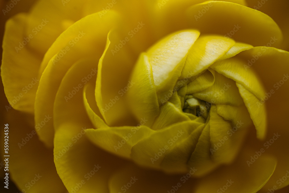 Close up yellow flower with spiral petals Close up yellow flower with spiral petals