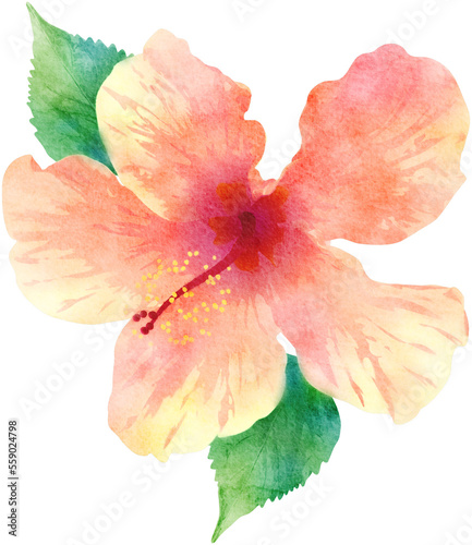 Watercolor Hibiscus Tropical Flower Illustration