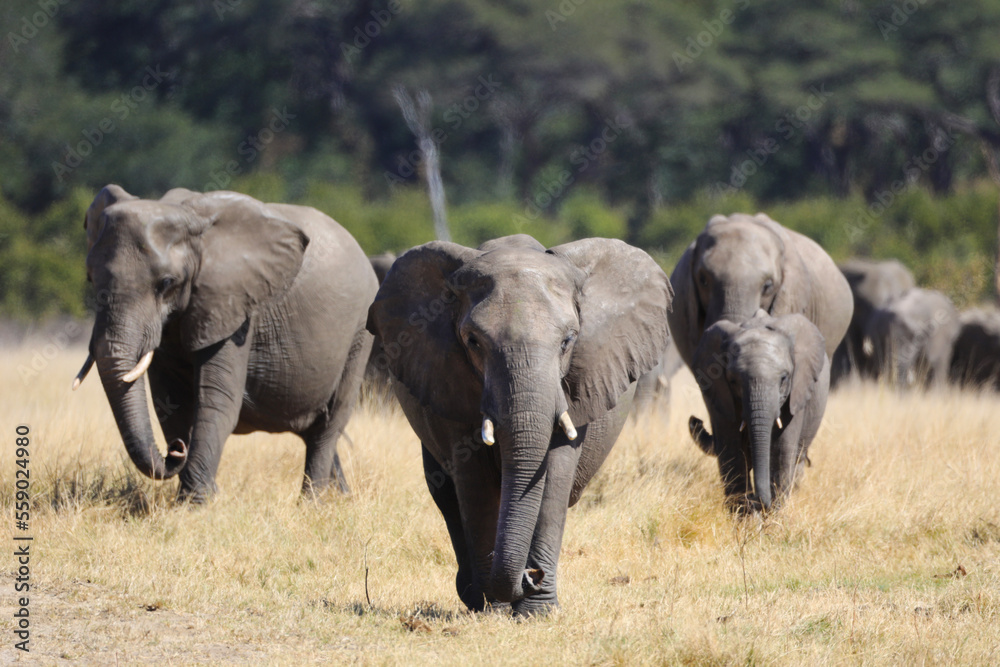 Large elephants walking forward