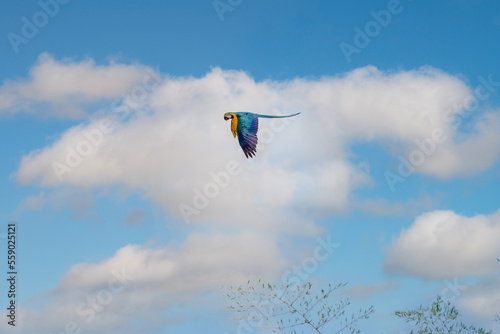 Macaw parrots flying in the sky