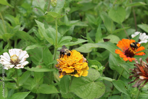 Bee on Flower