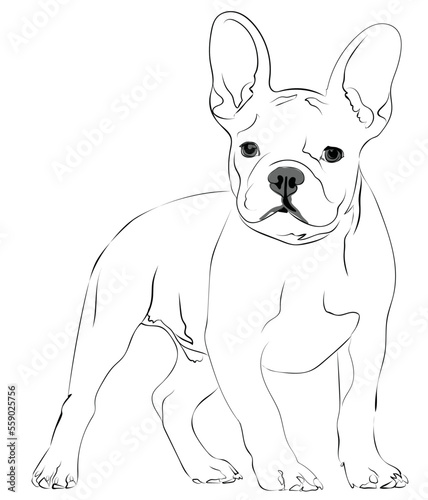 Boston terrier rendered in brush strokes