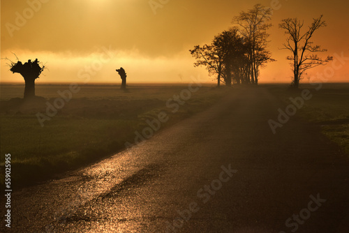 Natura con sole e nebbia