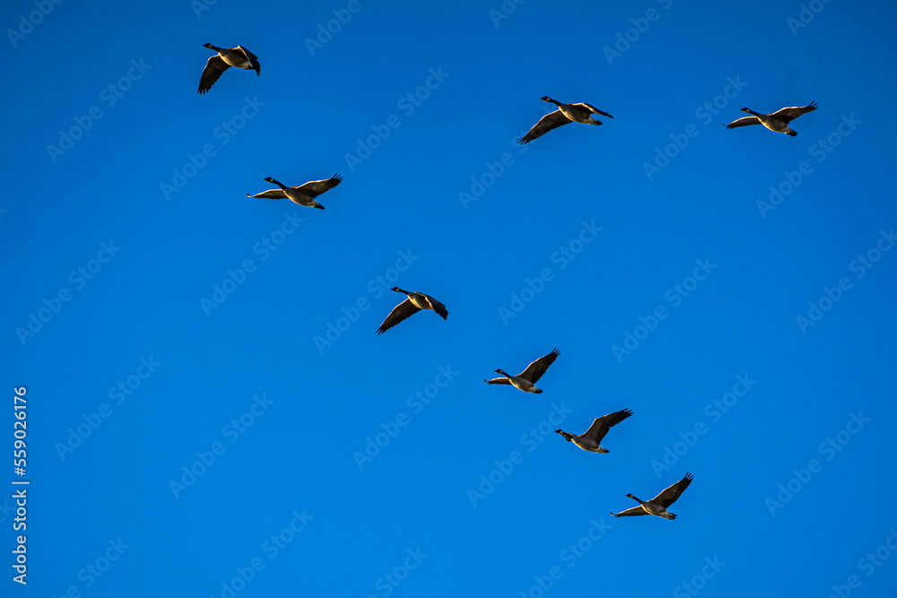 Fototapeta premium A flock of Canada Geese flying in formation