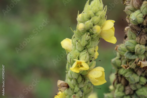 Yellow buds on green plant
