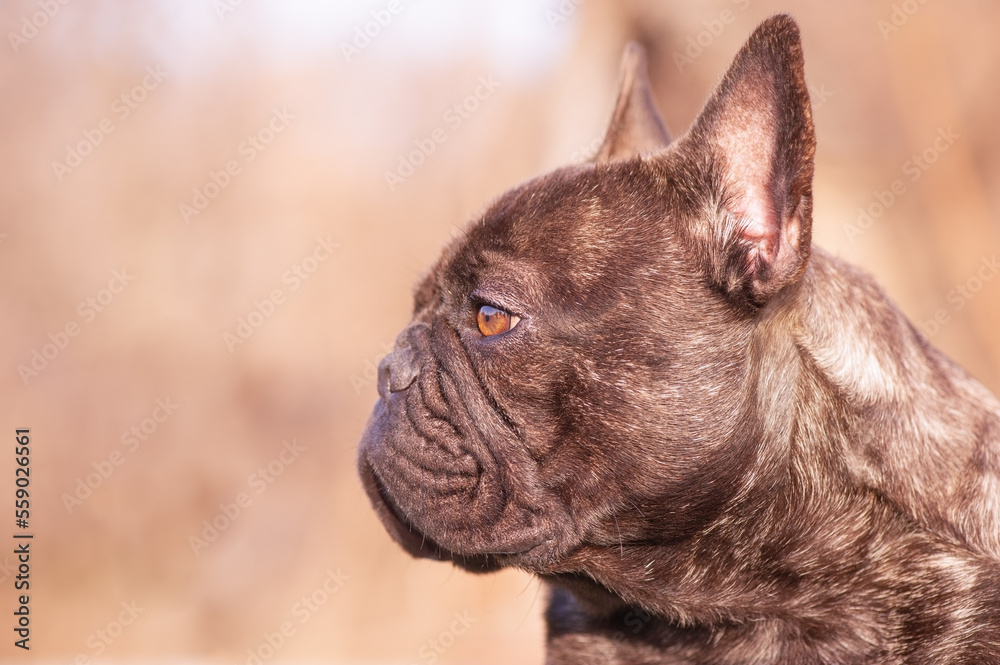 Profile of a black and brindle French bulldog dog. Animal, pet.