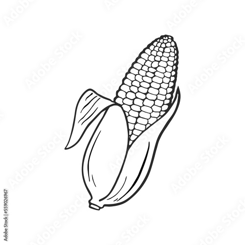 Corn hand drawn vector illustration. Cartoon corn. Corn isolated. © Desigmo