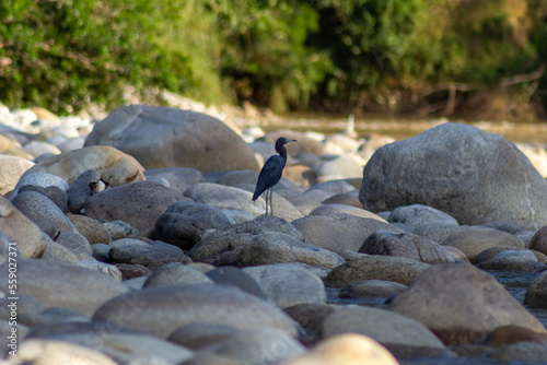 heron at the river