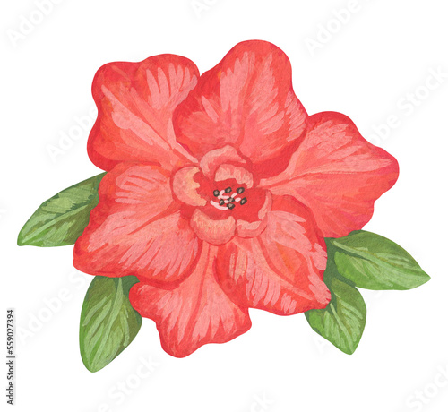 Isolated element. Tropical flower. Watercolor and gouache illustration. The print is used for packaging design, fabric.