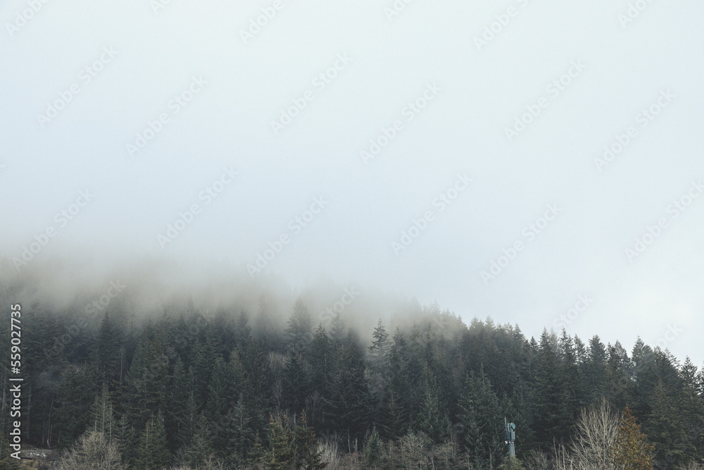 View of pine forest on foggy day at the Cypress Hill near Vancouver, Canada