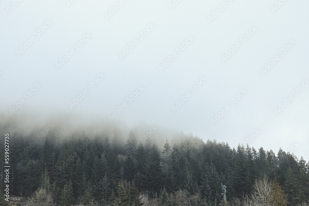 Naklejka premium View of pine forest on foggy day at the Cypress Hill near Vancouver, Canada