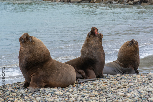 sea lions on the beach