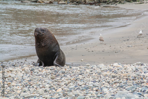 sea lion on the beach