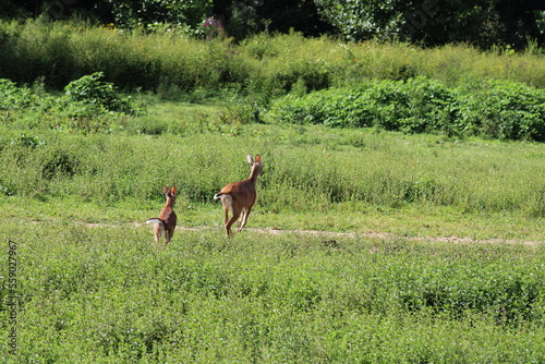 Mamma and baby deer running