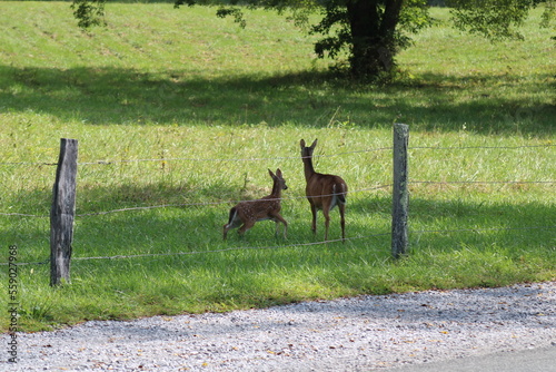 Momma and baby deer