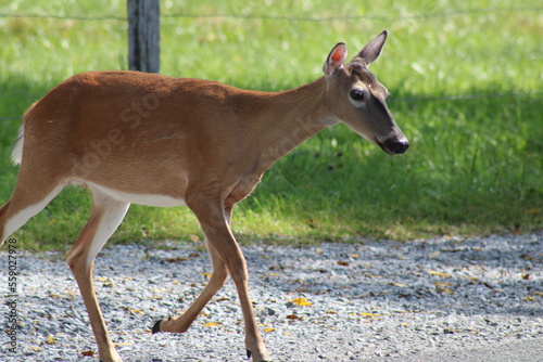 Deer