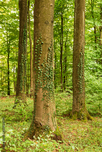 Common ivy (Hedera helix) climbing up the trunks of huge old beech trees, Beckerberg, Barntrup, Teutoburg Forest, Germany