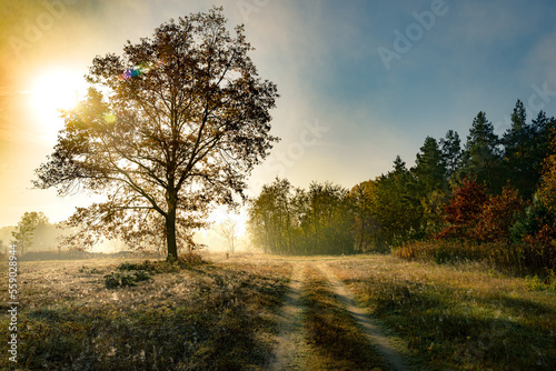 Fototapeta Naklejka Na Ścianę i Meble -  droga
