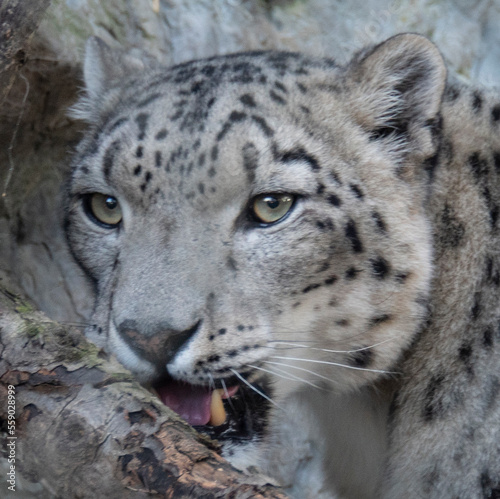 Snow leopard here view 