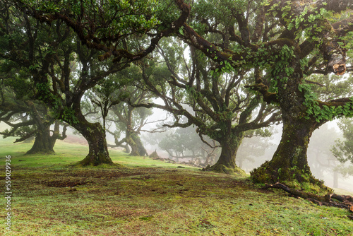 Tranquil scene of the magical fairy forest of Fanal on a misty day, an idyllic landscape with impressive ancient laurel trees covered with moss and fern, Laurissilva Nature Reserve, Madeira