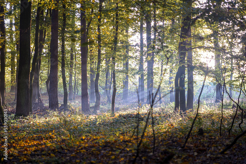 Fototapeta Naklejka Na Ścianę i Meble -  las