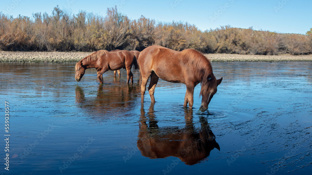Wild horses - Small band of bay horses feeding on eel grass in the Salt River near Mesa Arizona United States Wild horses - Small band of bay horses feeding on eel grass in the Salt River near Mesa Arizona United States